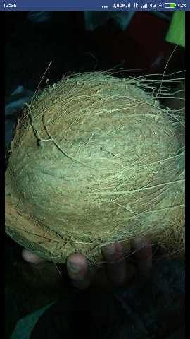 Jual kelapa Tua
