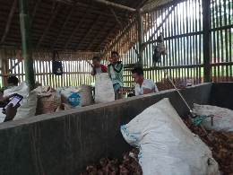 lengkuas produksi & sayur.
