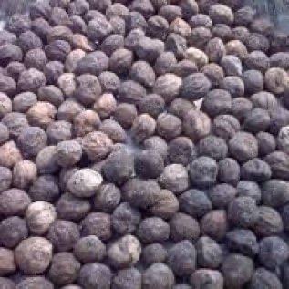 Kemiri Non kupas kualitas premium