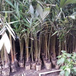 Bibit Salak Pondoh Super Sleman Yogyakarta