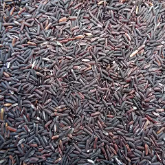 Beras ketan hitam