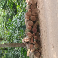 jasa pemotongan pohon