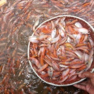 Benih Ikan Nila Merah