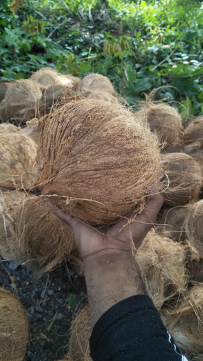 kelapa dan pisang