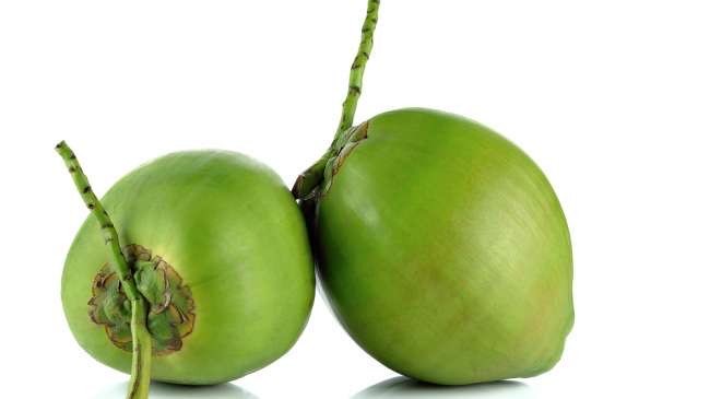 JUAL KELAPA UNTUK EKSPOR