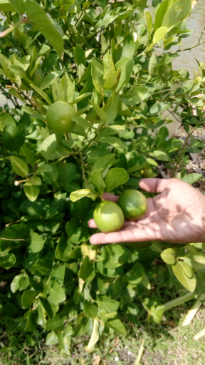 jeruk nipis 1kg