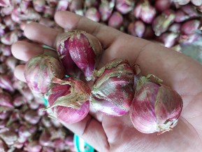 Bawang Merah Brebes Pilihan