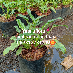 jual tanaman sanado 08.12.92.12.77.31