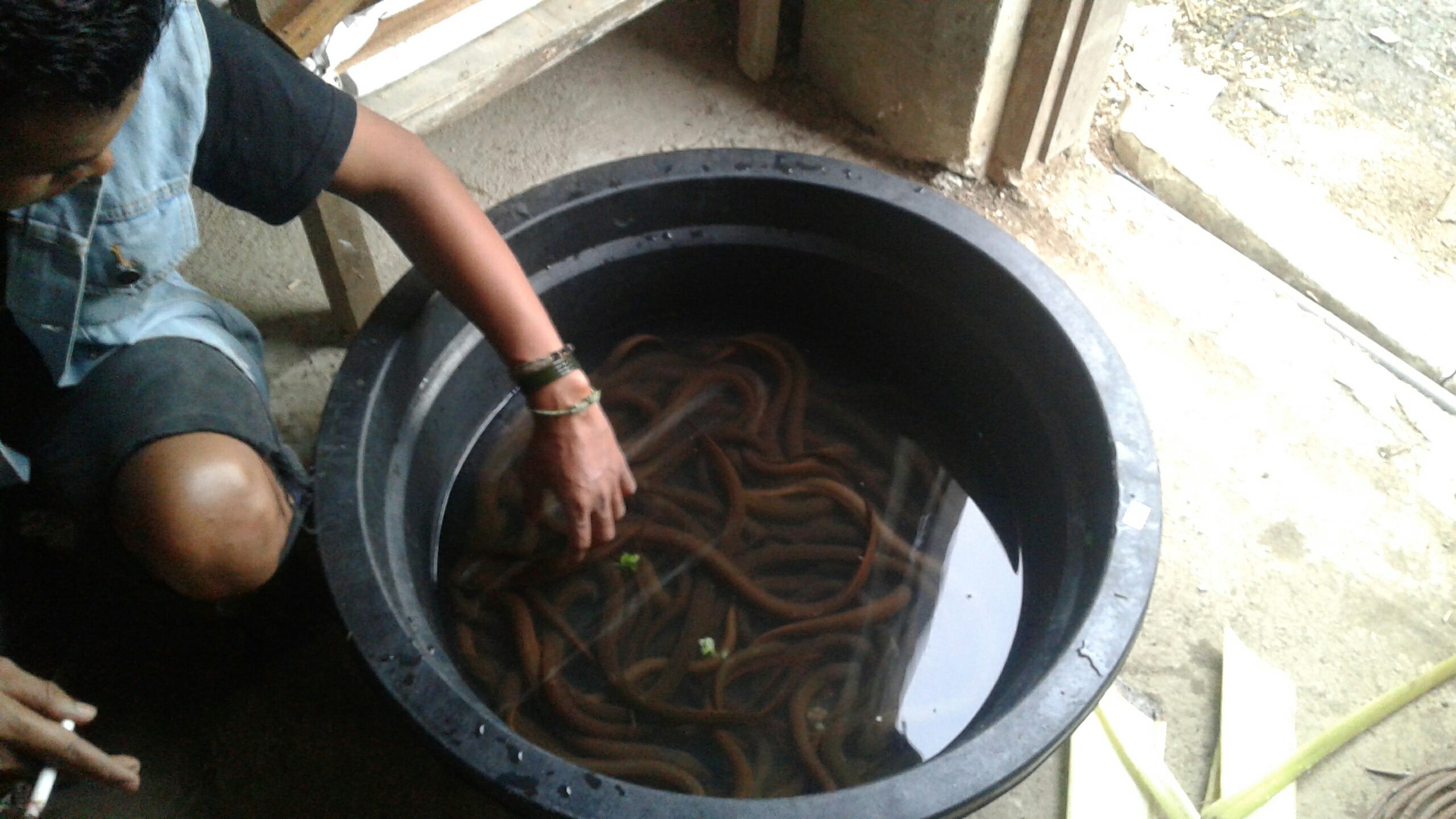 monobterus albus .fresh water eel