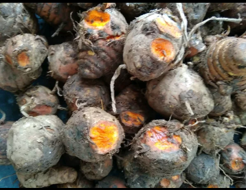BIANG KUNYIT