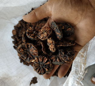 mengkudu kering / dried noni