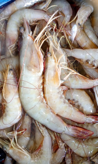 Udang Kasap/Dogol