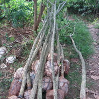 jual pohon trembesi.