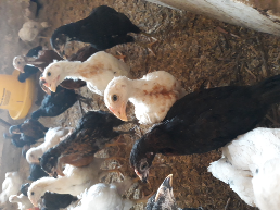 ayam Kampung super ukuran(8.9.10)