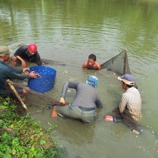 Ikan Patin ukuran konsumsi