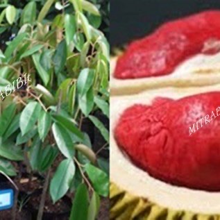 Bibit Durian Merah Banyuwangi Asli