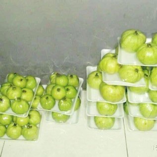 Pohon jambu kristal
