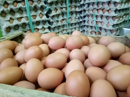 telor
