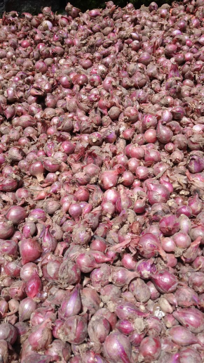 bawang merah