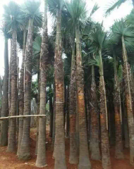 jual pohon sikas 