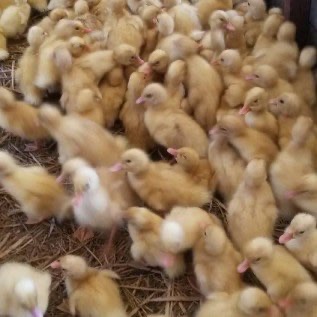 Jual DOD atau Bibit Bebek Peking Pedaging Untuk Pulau  Sulawesi