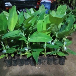 Bibit Pisang (Banana)