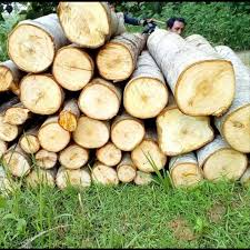 Log Kayu Jabon, Sengon Dan Albasia