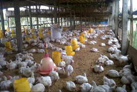 Ayam Broiler
