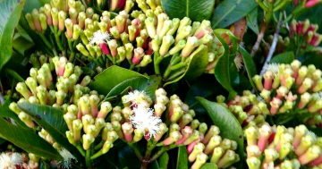 cari mitra kerja sama dgn UD, pabrik dan perusahaan cengkeh