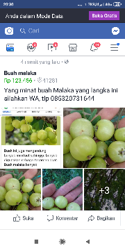 buah malaka