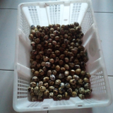 Jual sayuran