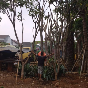 jual pohon kamboja bali 
