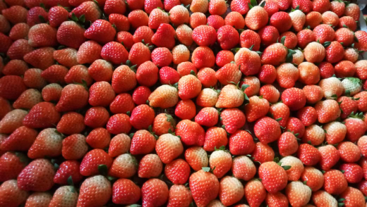 strawberry segar