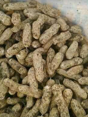 kacang tanah kukit