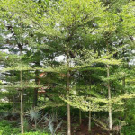 jual pohon bambu klisik 