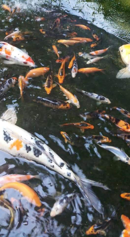 Jual ikan koi