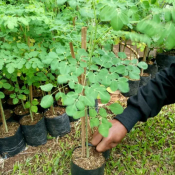 jual pohon kelor 