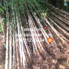 jual bambu jepang 