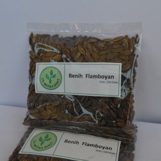 Biji/Benih Flamboyan super berkualitas 