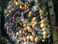 nanas madu pemalang