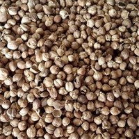jual kapulaga