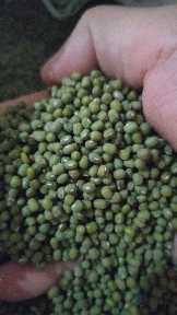kacang  hijau cambah wakema  birma