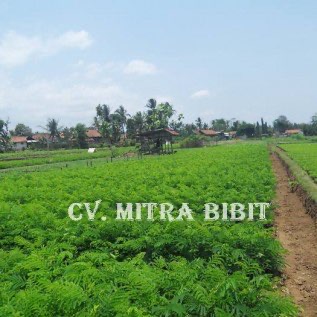 Bibit Albasia | Harga Bibit Albasia | Bibit Albasia Siap Kirim Bogor, Malang