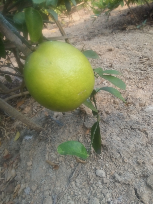 jual lemon california