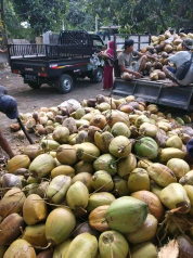 Kelapa Lombok Timur