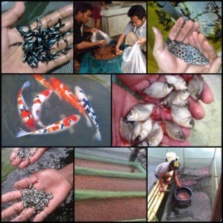 Benih ikan / bibit ikan