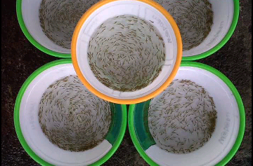 NENER A JUMBO KASAR