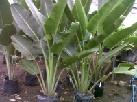 Jual Pohon Pisang kipas
