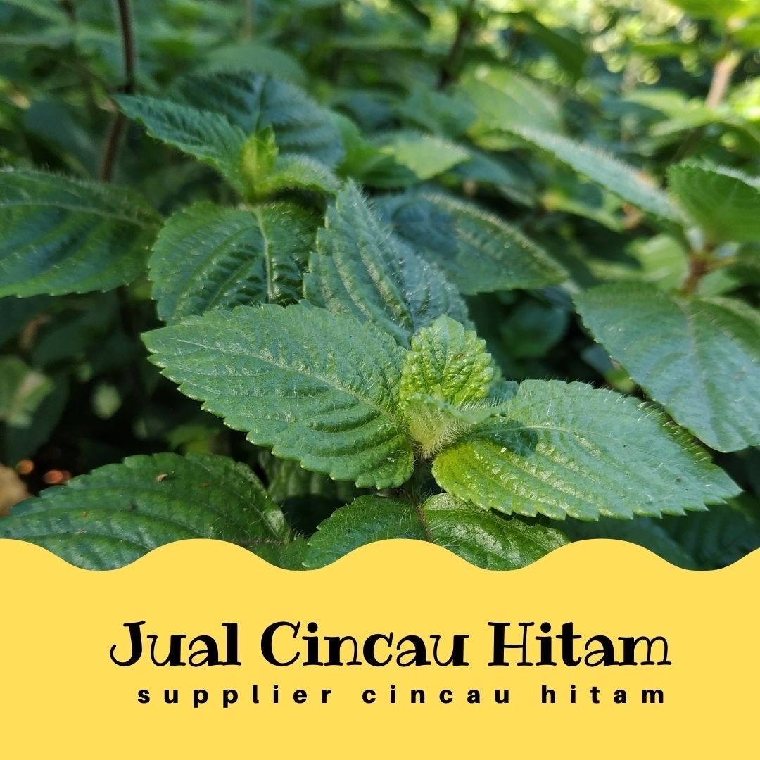 Supplier Cincau Hitam Di Nias Jelly Banyak Harga Terjangkau