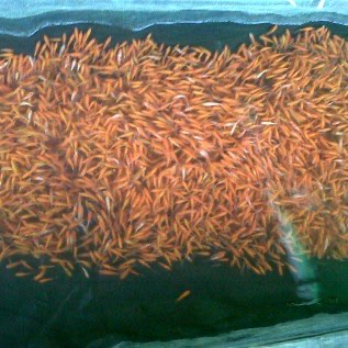 Jual bibit mas majalaya unggul 